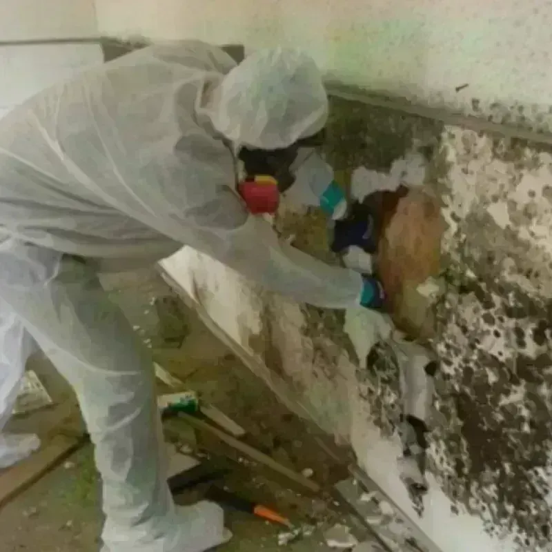 Mold Remediation and Removal in Gunnison, UT